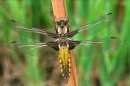 Female Broad Bodied Chaser on bracken stem.