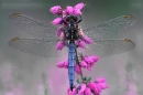 Keeled Skimmer,m on heather.