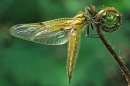 Newly emerged Four Spotted Chaser.