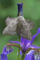 Poplar Hawkmoth.