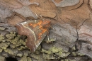 Herald Moth on bark.