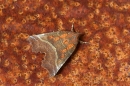 Herald Moth on rusty metal.