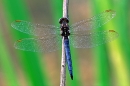 Keeled Skimmer m,on reed stem.