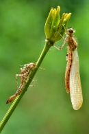 Large Red Damselfly and nymph case.