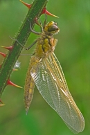 Newly emerged Four Spotted Chaser on bramble stem.