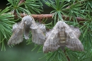 Poplar Hawkmoths m&f on conifer needles.