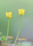 Celandines. Apr.'13.