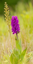 Northern Marsh Orchid and Twayblade. June '13.