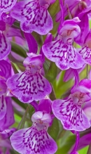 Northern Marsh Orchid,close up. June '13.