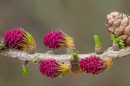 Japanese larch flowers. Apr.'16.