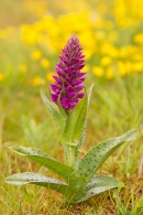 Northern Marsh Orchid with buttercups. June '16.