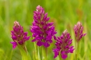 Group of Northern Marsh Orchids. June '16.