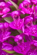 Northern Marsh Orchid close up. June '16.