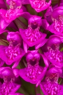 Close up of Northern Marsh Orchid. June '16.