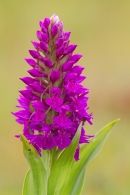 Northern Marsh Orchid. June '16.