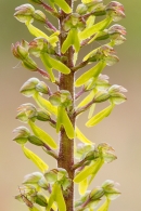 Twayblade. June '16.