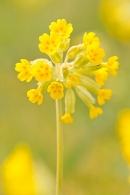 Cowslip. Apr '17.