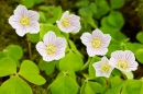 Wood Sorrel. May '18.