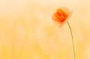 Poppy in barley. July '20.