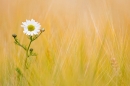 Mayweed in barley. July '20.