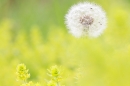 Dandelion clock head 1. May '21.