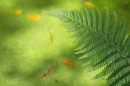 Bracken frond. Aug. '22.