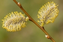 Willow catkins 2. Apr. '25.