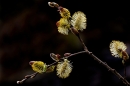Willow catkins 1. Apr. '25.
