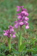 2 Green Winged Orchids.