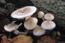 Porcelain Fungus.