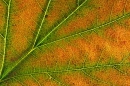 Wild Service Tree leaf detail.