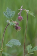Water Avens.