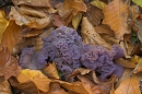 Amethyst Deceiver.