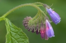 Comfrey.