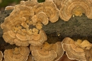 Coriolus versicolor bracket fungus.