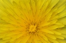 Dandelion.