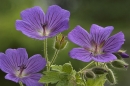 Garden Geranium.