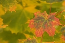 Maple Leaf.