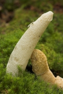 Stinkhorn.