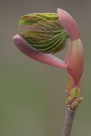 Sycamore leaf bud.