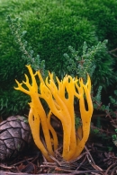 Calocera viscosa.