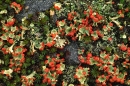 Cladonia floerkeana.