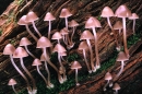 Mycena inclinata.