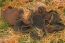 Peziza badia fungus.