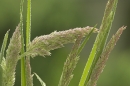 Rainy Grasses.