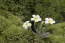 Primrose in moss.25.04.'10.