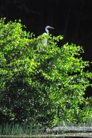 Great White Egret.