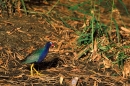 Purple Gallinule.