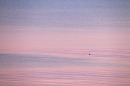The Buoy. Jan '12.