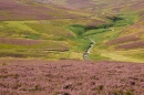 Heatherclad Lammermuirs. Aug. '14.